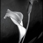 Delio Ansovini - cala lilly - small